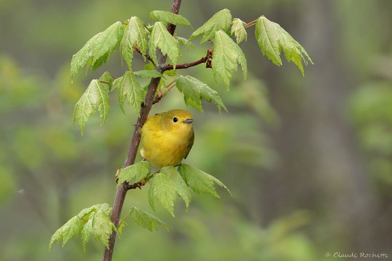 Oiseau