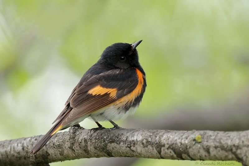 Paruline flamboyante / American Redstart