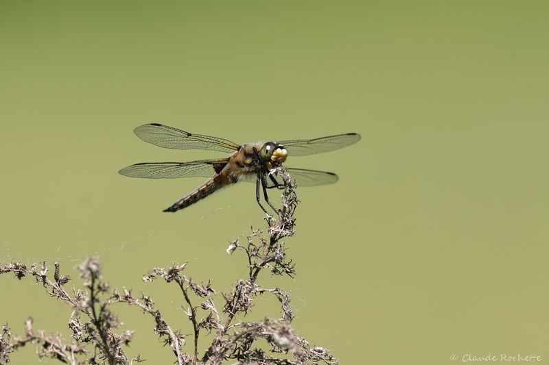 Libellule quadrimaculée / Four-spotted Skimmer