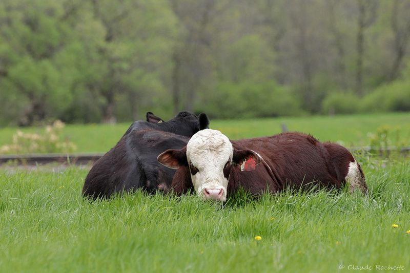 Hereford_IMG_6946.JPG