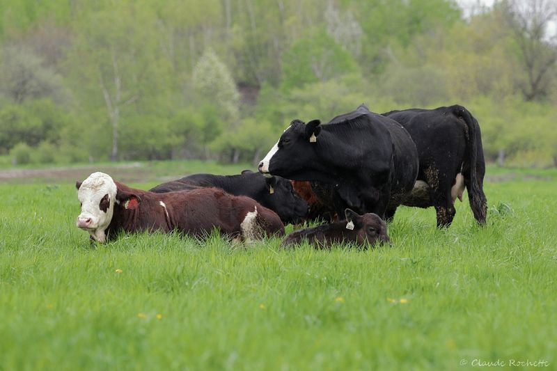 Hereford_IMG_6971.JPG