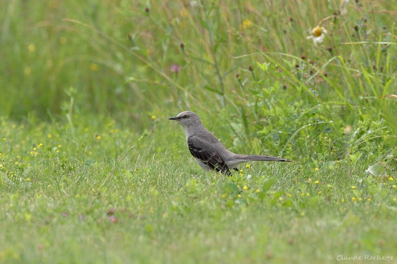 Moqueur polyglotte / Northern Mockingbird