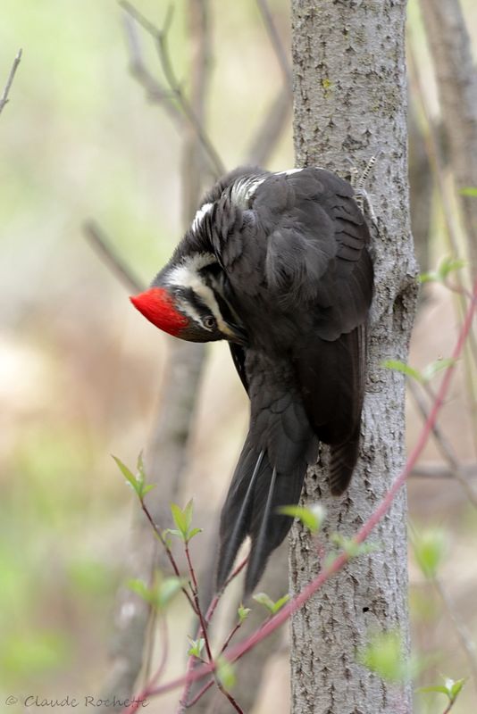 Grand pic / Pileated Woodpecker