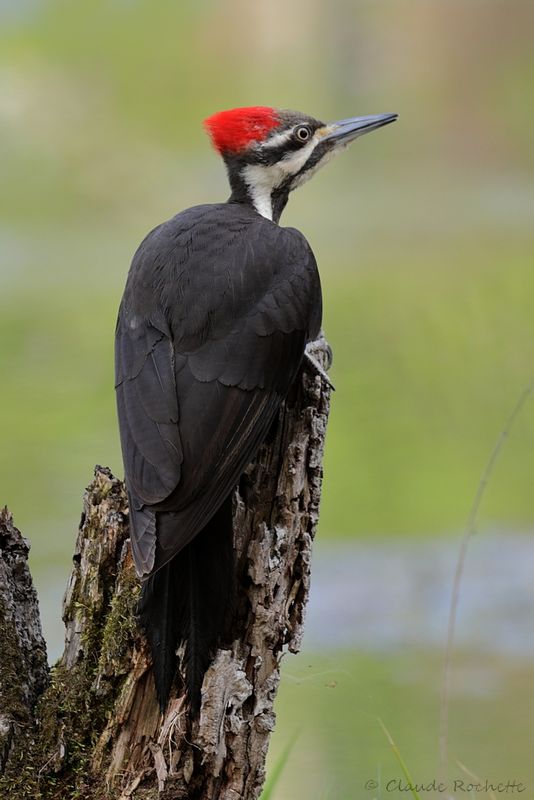Grand pic / Pileated Woodpecker