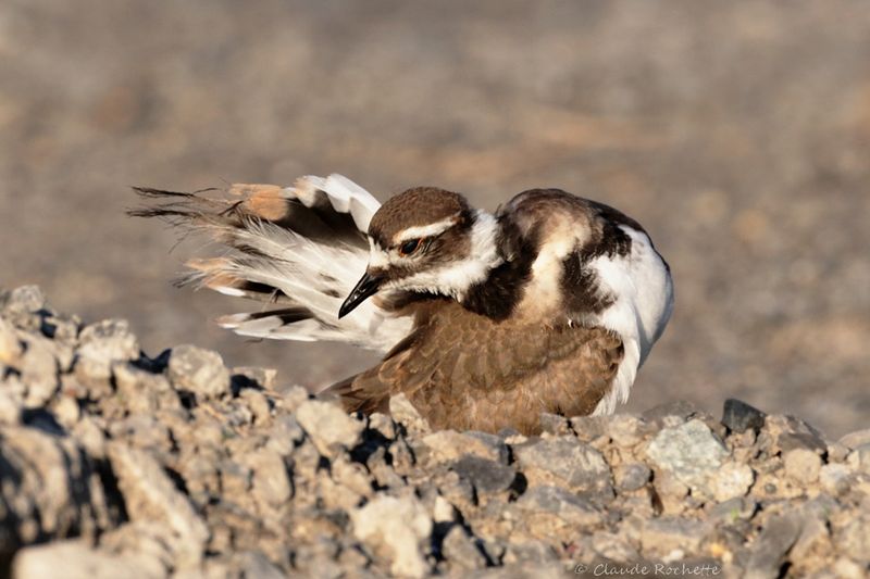 Pluvier kildir / Kildeer