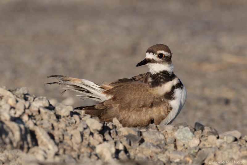 Pluvier kildir / Kildeer