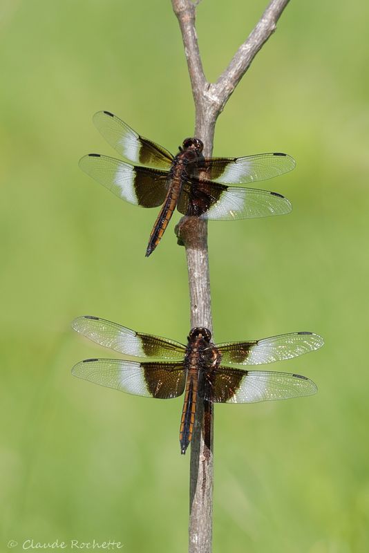 Libellule mélancolique / Widow skimmer