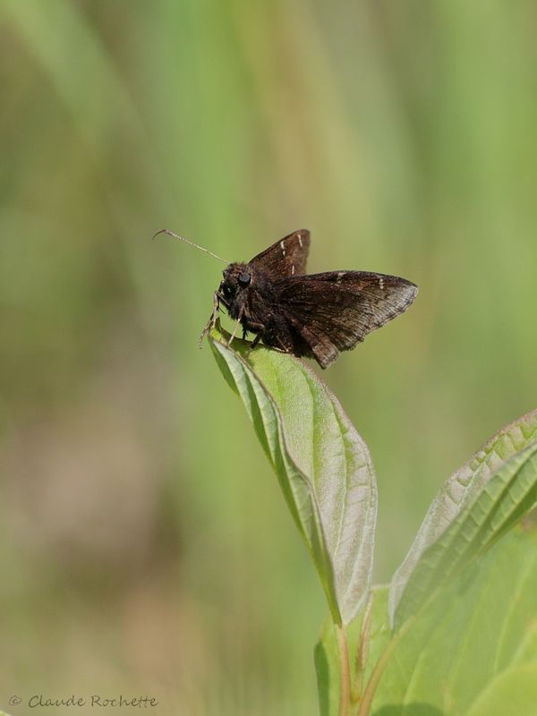 Hespérie nuageuse / Northern Cloudywing