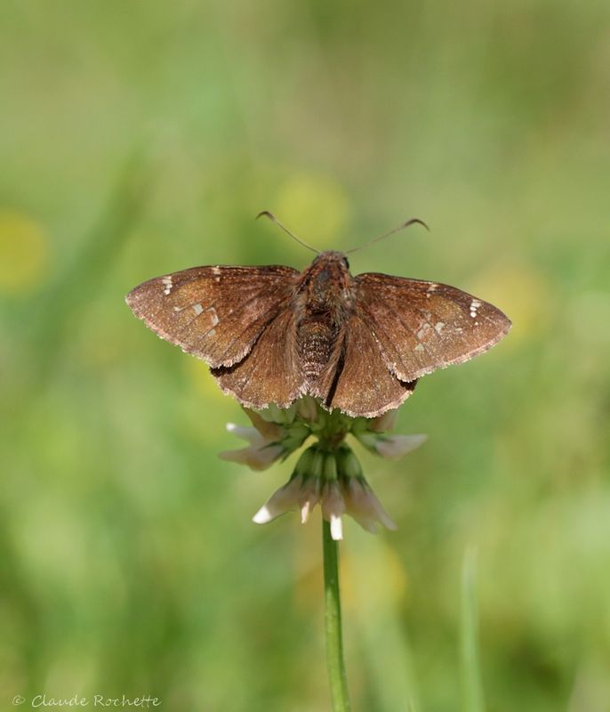Hespérie nuageuse / Northern Cloudywing