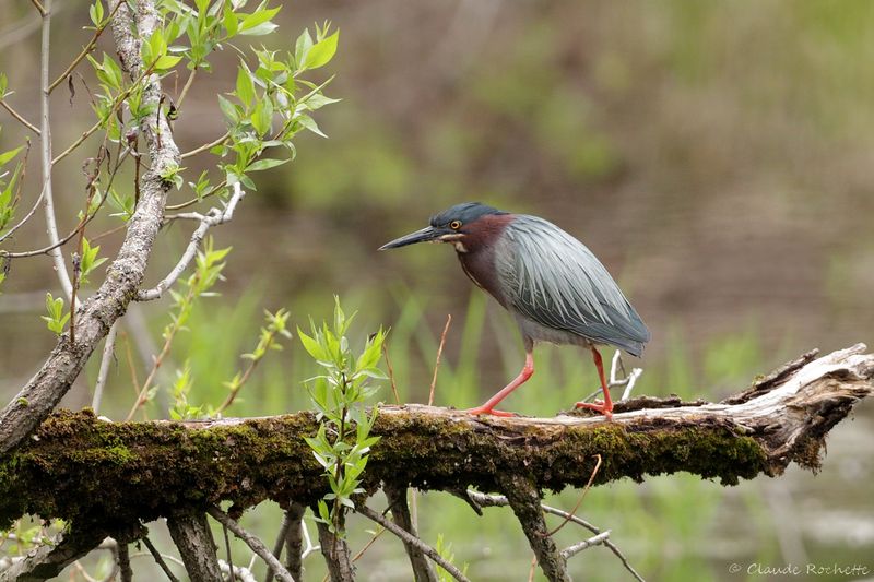 Héron vert / Green Heron