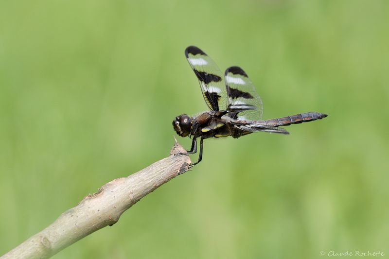 Flore et Insecte