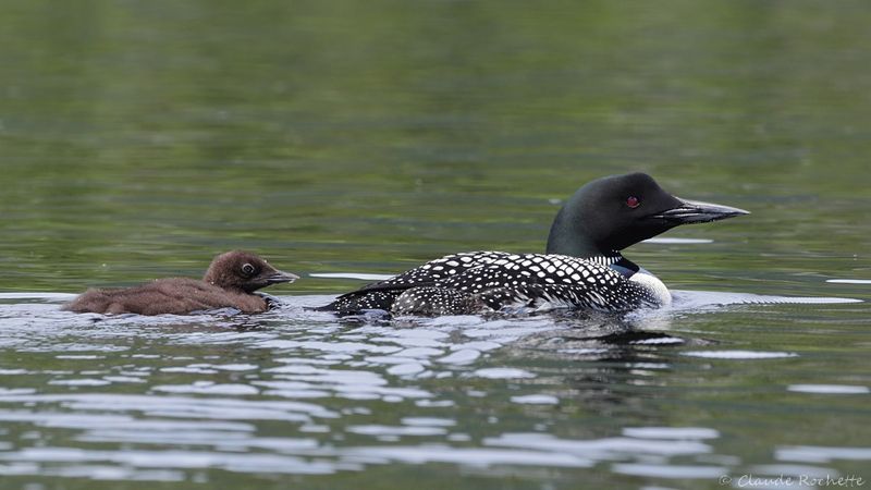 Plongeon huard / Common Loon