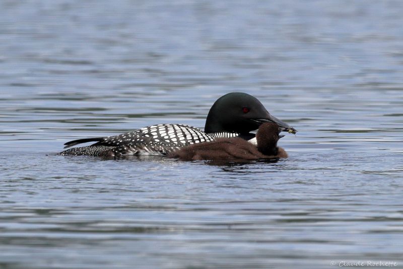 Plongeon huard / Common Loon