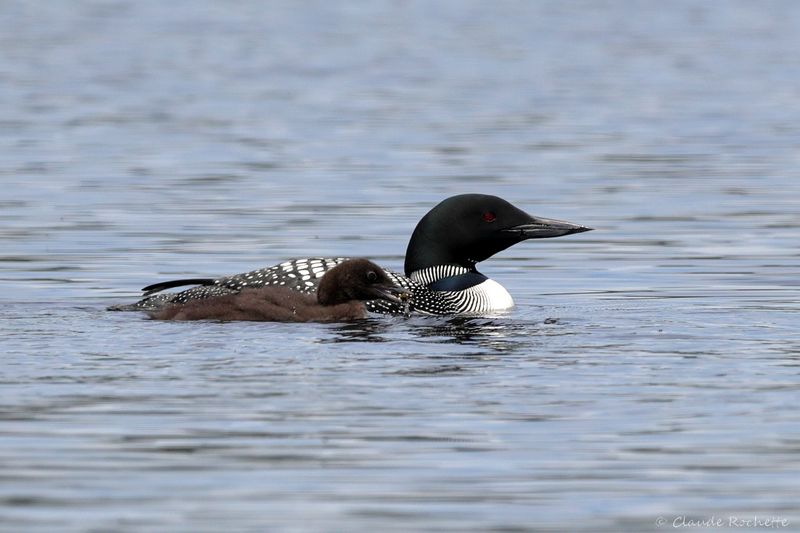 Plongeon huard / Common Loon