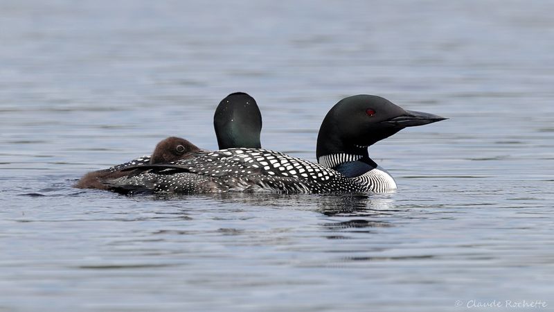 Canard, Échassier et Limicole