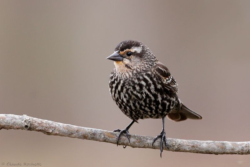 Carouge à épaulette / Red-winged Blackbird