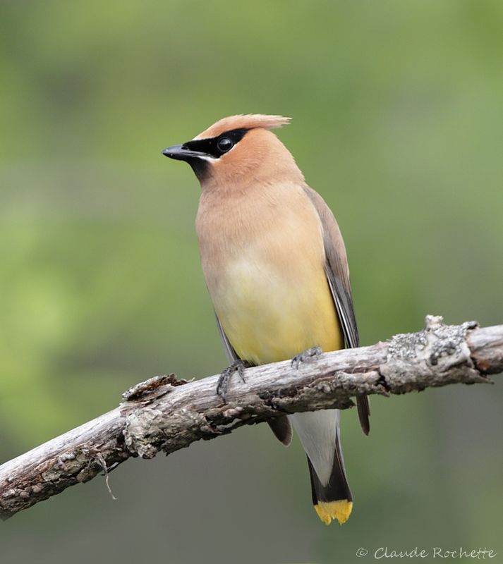 Jaseur d'Amérique / Cedar Waxwing