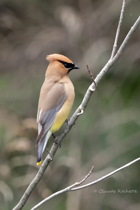 Jaseur d'Amérique / Cedar Waxwing