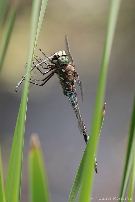 Flore et Insecte