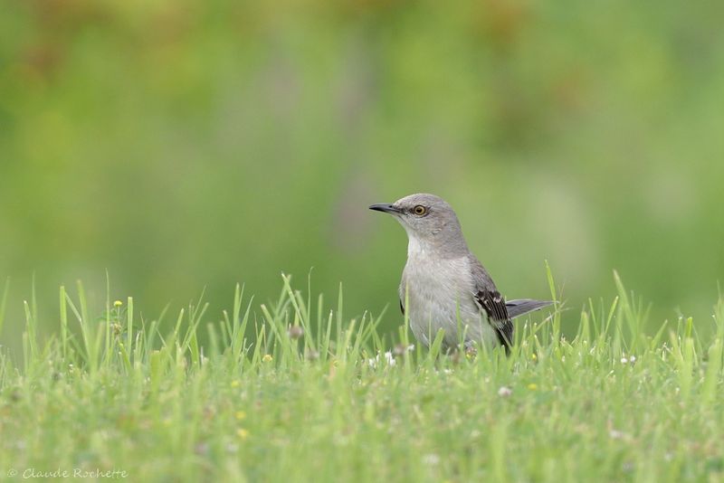 Oiseau