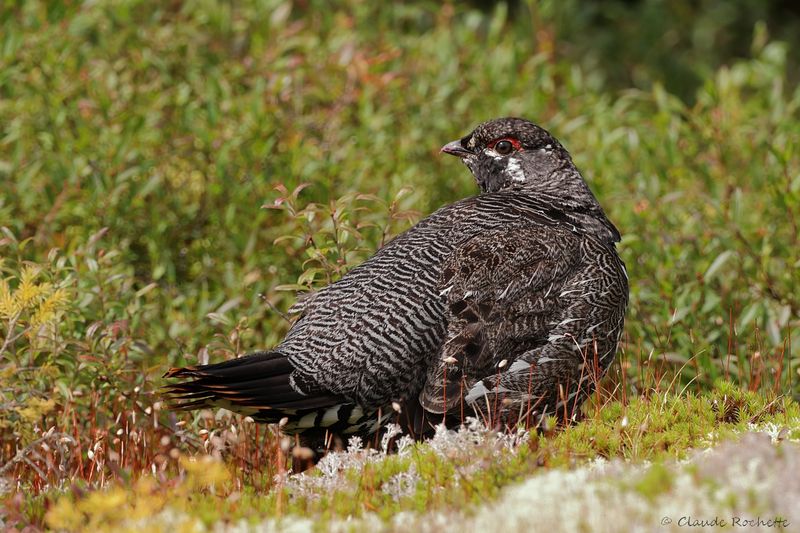 Gallinacé