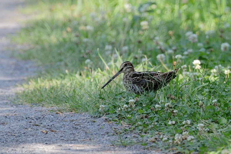 Canard, Échassier et Limicole