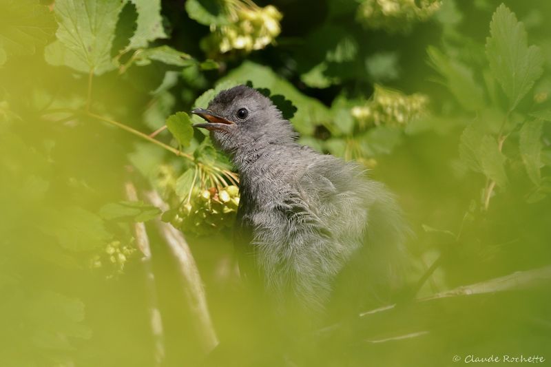 Moqueur chat / Gray Catbird