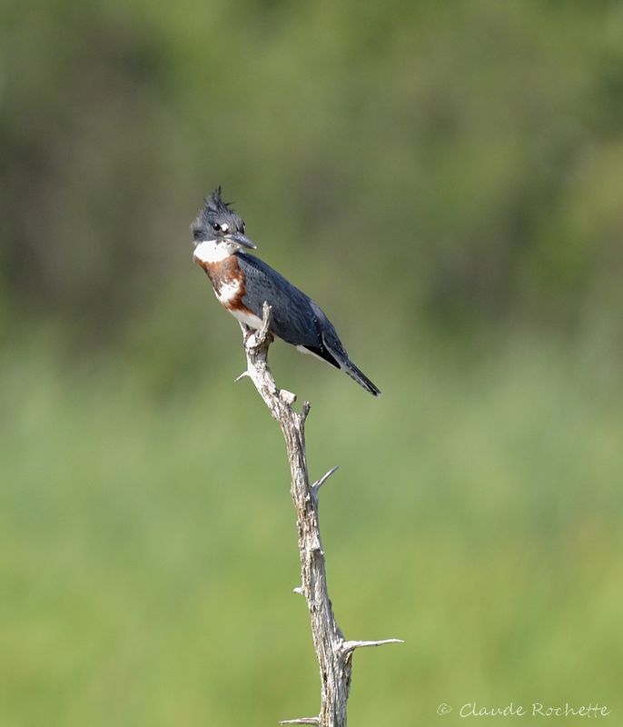 Oiseau