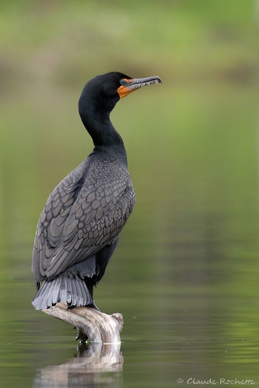 Canard, Échassier et Limicole