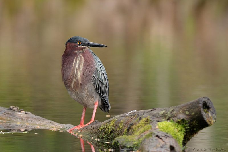 Héron vert / Green heron