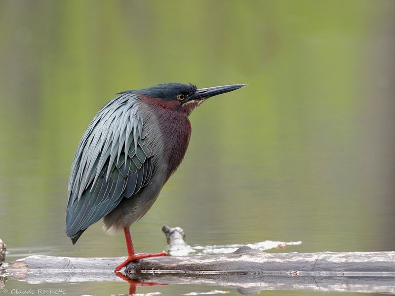 Canard, Échassier et Limicole