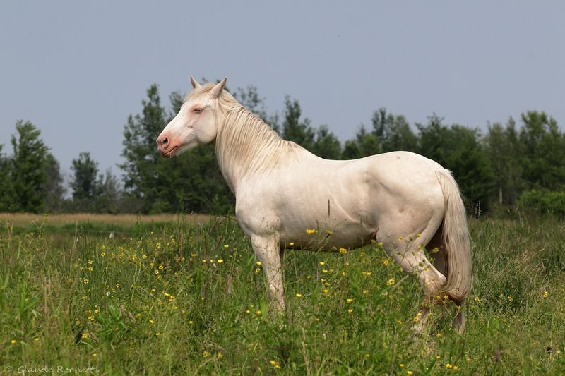 Cheval_IMG_8979