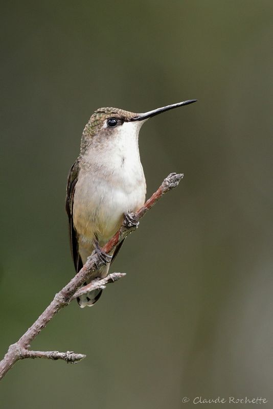 Colibri à gorge rubis / Ruby-throated Hummingbird