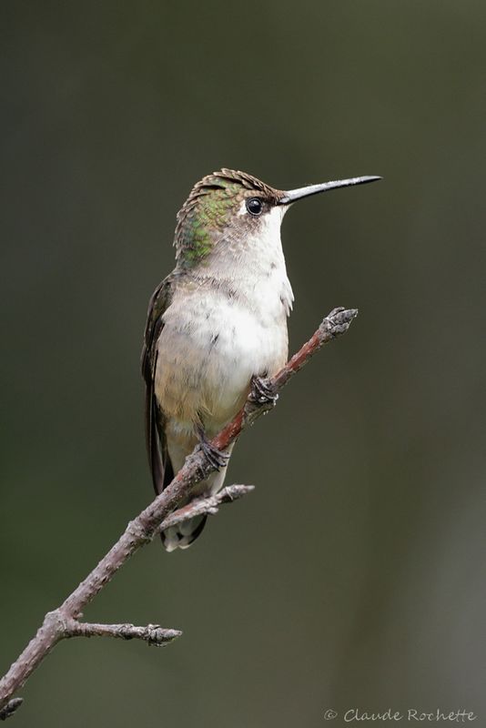 Colibri à gorge rubis / Ruby-throated Hummingbird