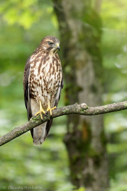 Rapace