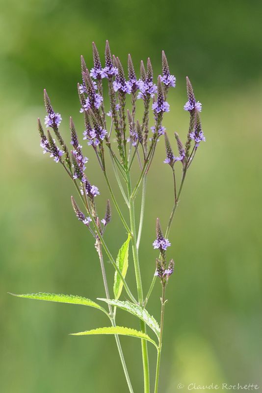 Verveine / Verbena
