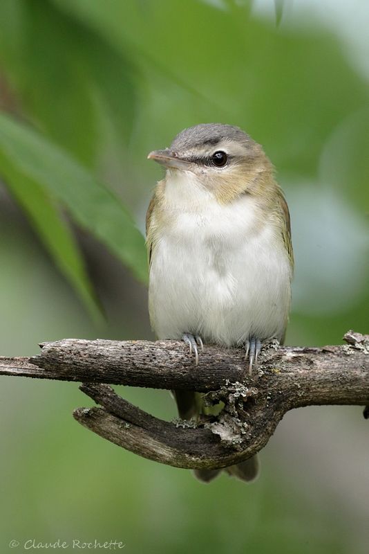 Viréo aux yeux rouges / Red-eyed Vireo
