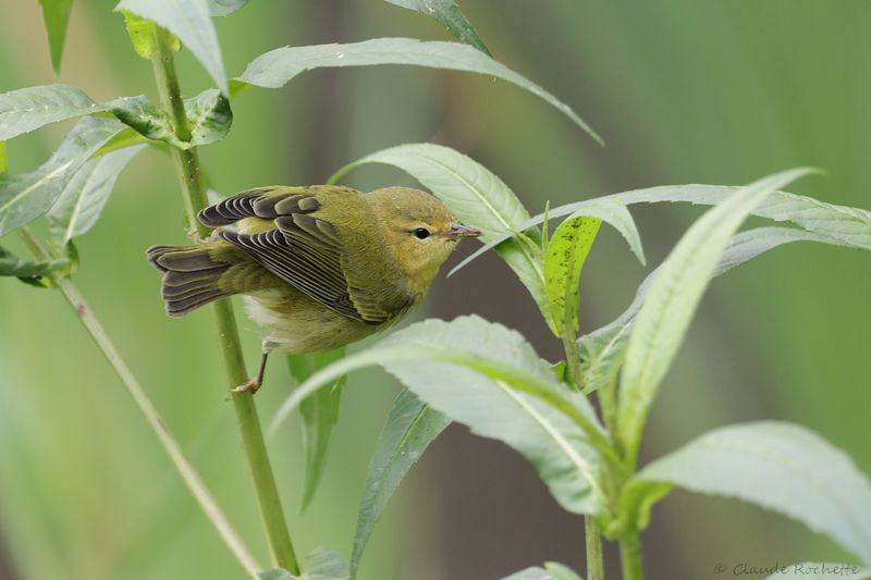 Paruline obscure / Tennessee Warbler