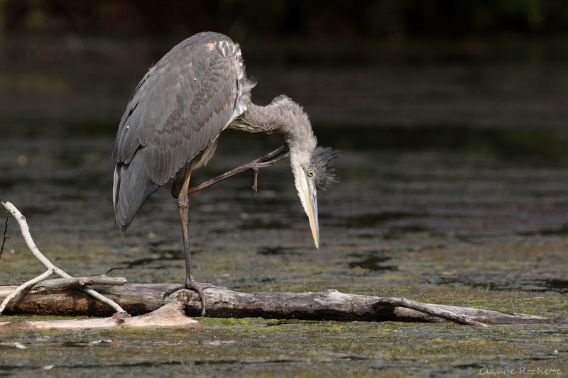 Grand héron / Great Blue Heron