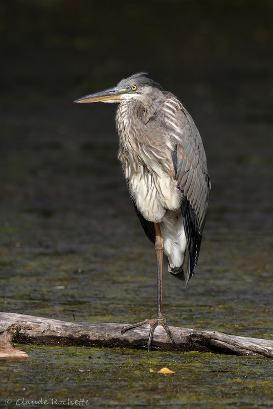 Grand héron / Great Blue Heron