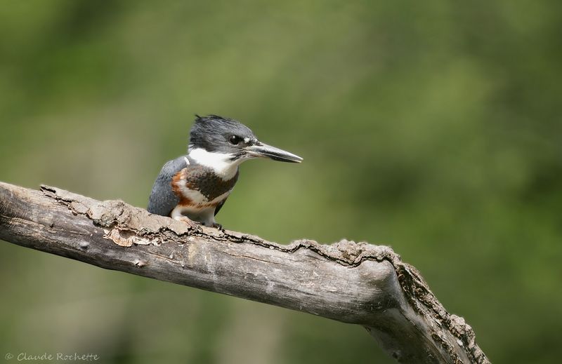 Martin pêcheur / Belted Kingfisher