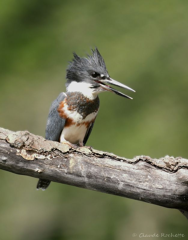 Martin pêcheur / Belted Kingfisher