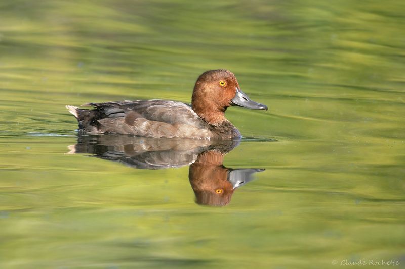 Fuligule à tête rouge / Redhead