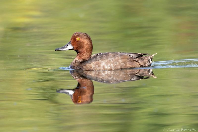 Canard, Échassier et Limicole