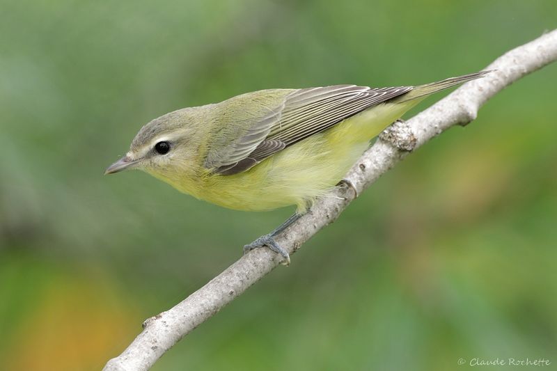 Oiseau