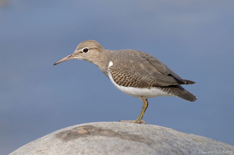 Chevalier grivelé / Spotted Sandpiper