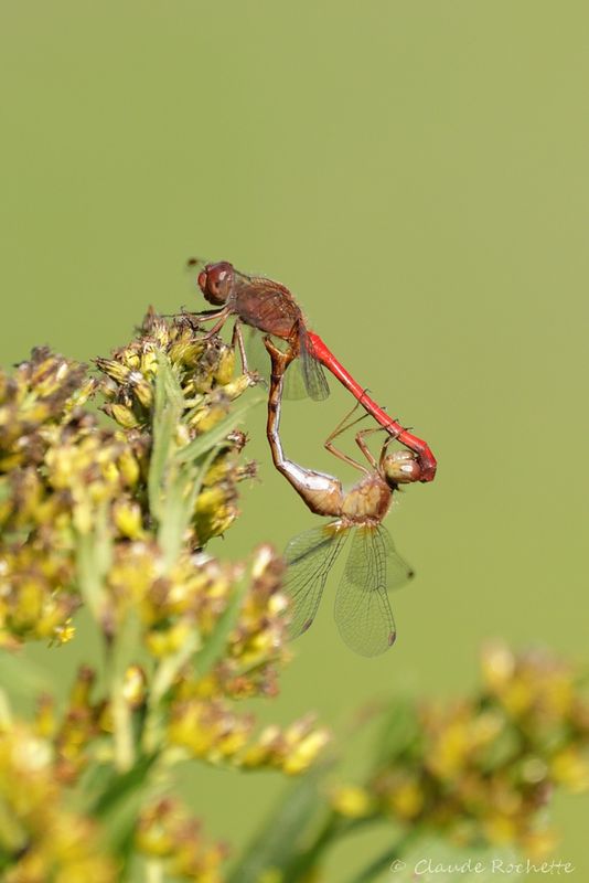 Sympetrum tardif / Autumn Meadowhawk