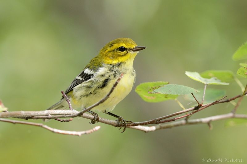 Paruline à gorge noire / Black-throated Green Warbler
