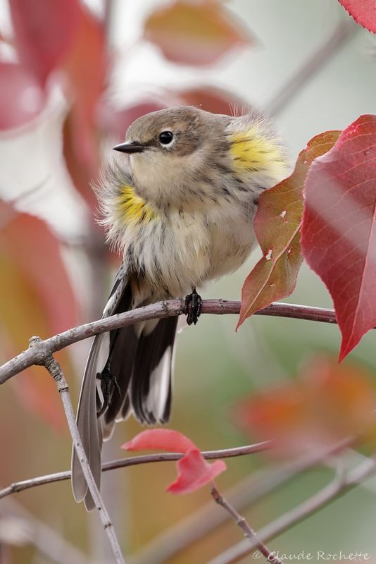 Paruline à croupion jaune / Yellow-rumped Warbler