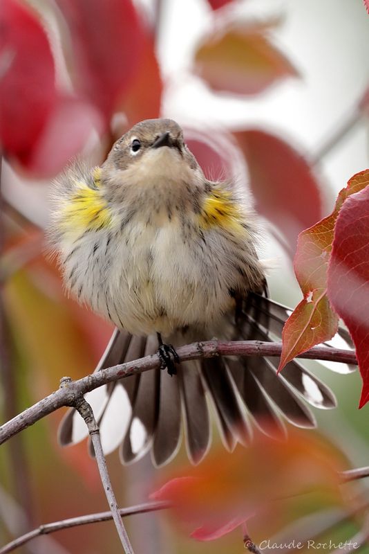 Paruline à croupion jaune / Yellow-rumped Warbler